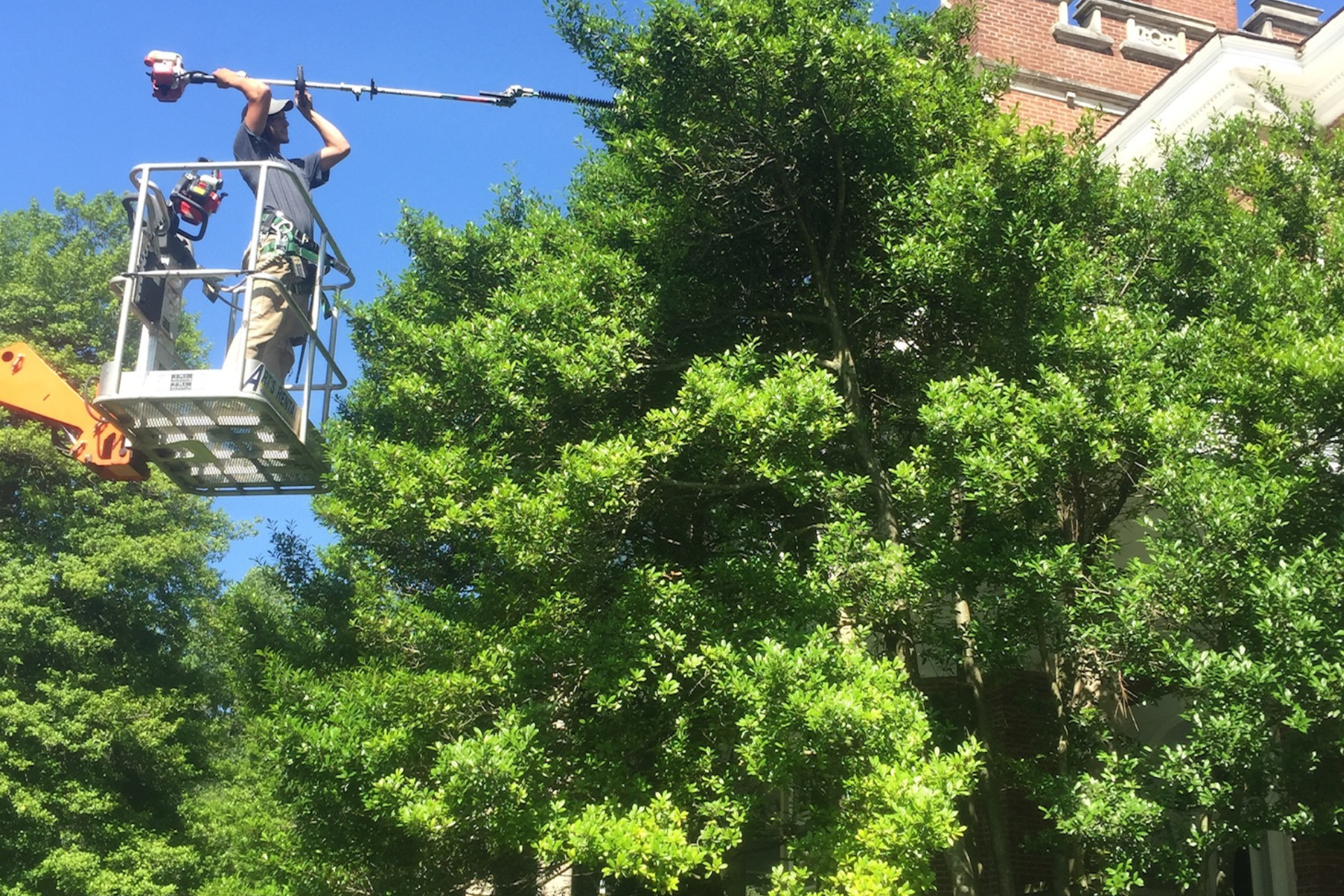 Tree Trimming Service | Local Lawns LLC